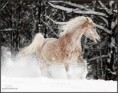 /album/galerie-photos/cheval-neige-jpg/